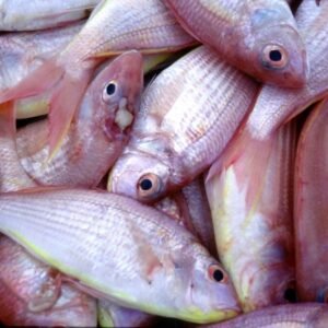 Sultan Ibrahim Fish: A Popular Seafood Choice in Coastal Cuisine
