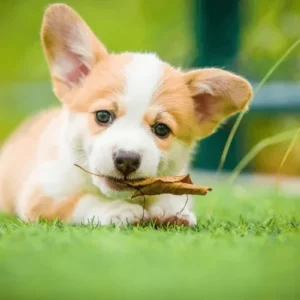 Dog Day Training Chicago as a Smarter Training Alternative