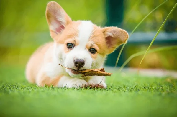 Dog Day Training Chicago as a Smarter Training Alternative