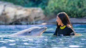 Why Dolphin Cove Is a Must-Visit Marine Park