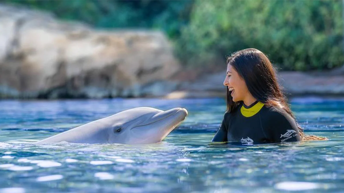 Why Dolphin Cove Is a Must-Visit Marine Park