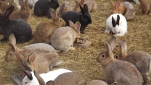 Des équipements intelligents pour un élevage de Lapin réussi