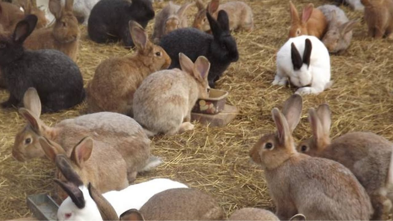 Des équipements intelligents pour un élevage de Lapin réussi