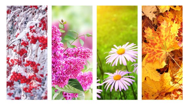 How to Create a Four-Season Garden That Looks Beautiful All Year